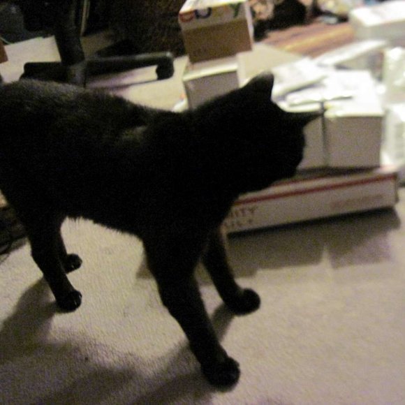 * Welcome to my Closet. Please Read! *  ~ Meet your Posher, Gina - Picture 13 of 16